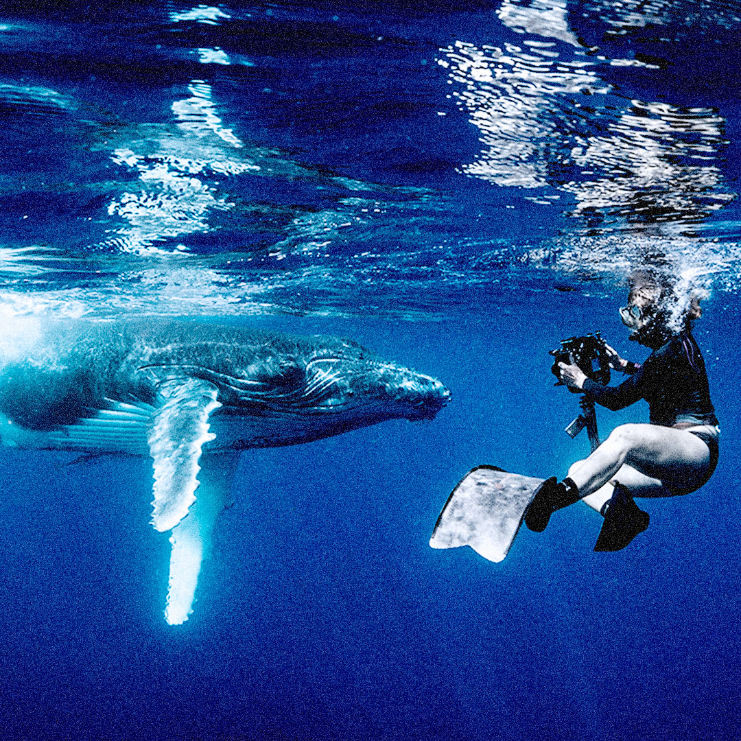 Photographer Annie Crawley underwater near a baby humpback whale