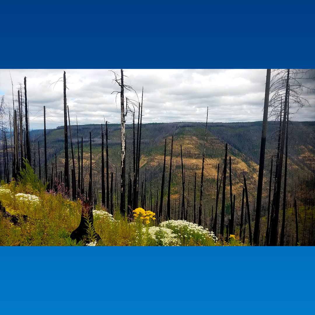 Mountain top with stand of charred trees and wildflowers