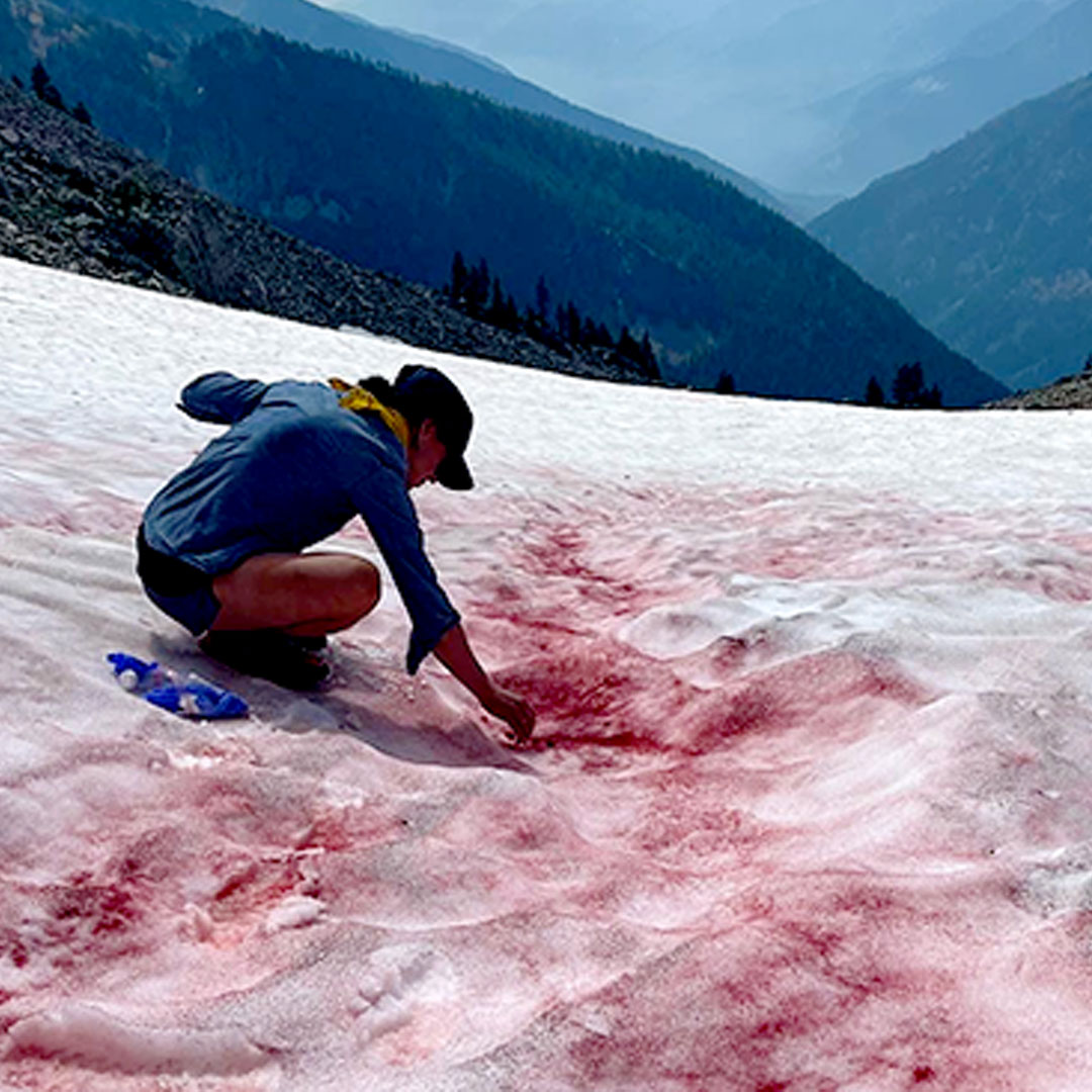 Woman scientist taking samples of pink snow with mountain in the background