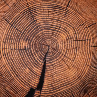 Cross section of old growth tree rings