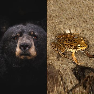 Image with an black bear on one side and a small frog on the other