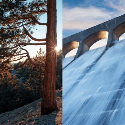 Pine tree on left side of image, water flowing through dam on the other