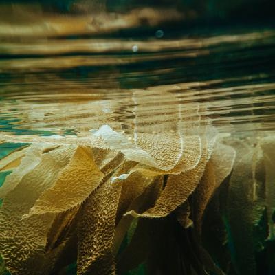 Strands of floating yellow kelp seen from underwater