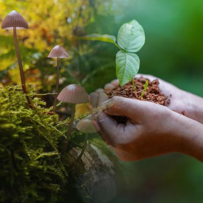 Left side: stand of mushrooms. Right side: hand holding small plant and soil