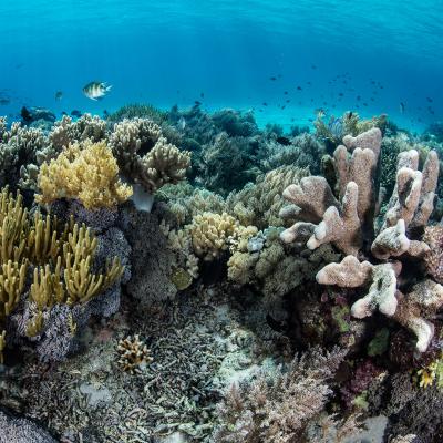 Underwater view of coral reef