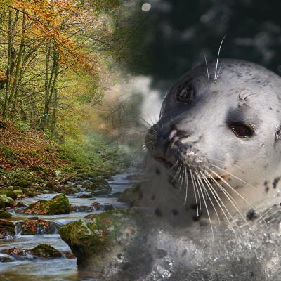 Forest creek fading to close up of seal