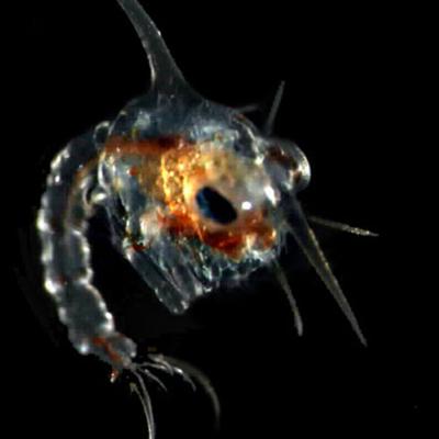 Magnified view of tiny sea creature