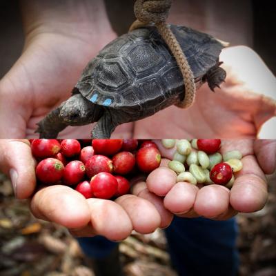 Close up of cupped hands holding seeds, red berries, and a small turtle