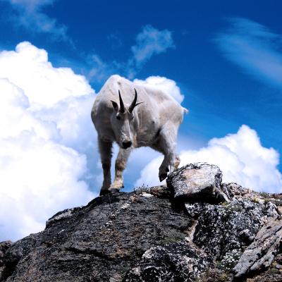 Horned white mountain goat atop rocks with clouds and blue sky in background