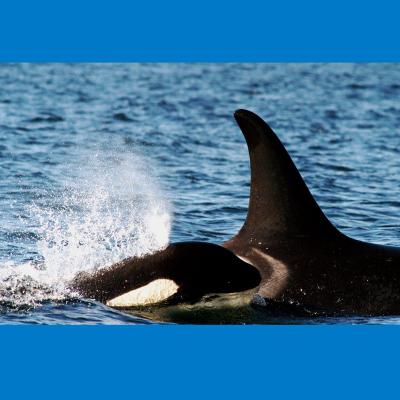 Orca whale mother swimming with her calf at her side