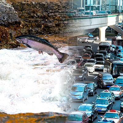 Montage of salmon leaping from a stream and traffic jam on freeway