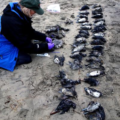 Scientist seated on sand taking measurements of dead birds neatly arranged in rows