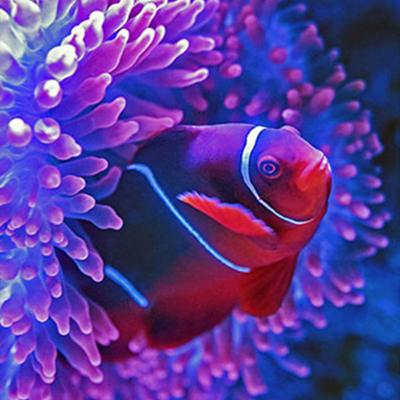A vividly colored tropical fish swim by an anemones.