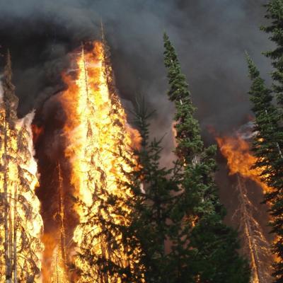 Tall evergreen trees are engulfed in orange flames as huge plumes of black smoke obscure the sky.