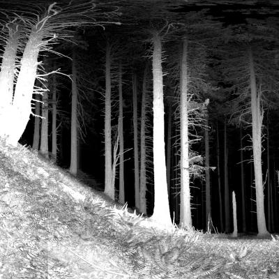 Black and white lidar scan of forest trees and their branches.