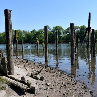 A large cluster of tall wooden posts from an old pier rise from the water. Trees are in the background.