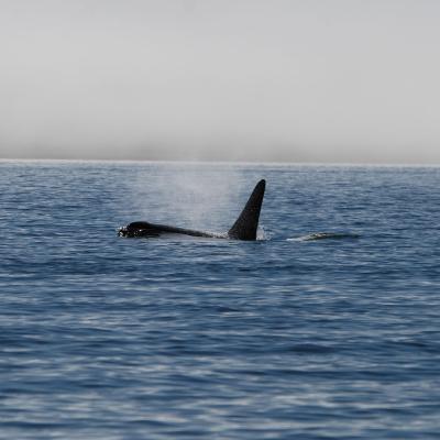 An orca whale on the surface of the Salish Sea, with a grey, cloudless sky in the background.