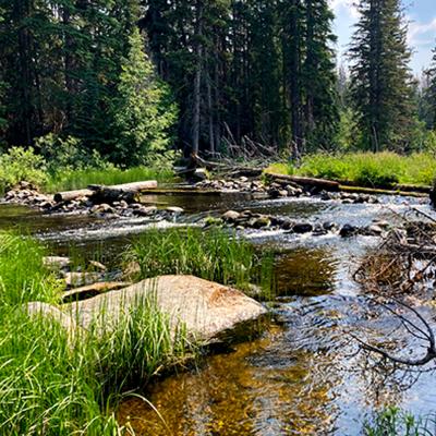 A river ambles through tall grasses, past evergreen trees and boulders.