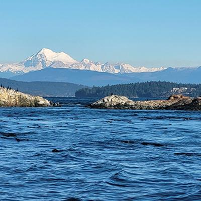 Sea lions and birds gather on rocky outcroppings from the blue ocean, with snow-capped Mount Baker in the background.