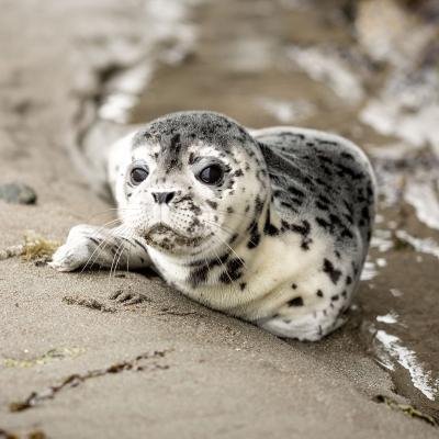 A white and grey seal with large, soulful eyes rests on the wet sand as waves lap the shore.