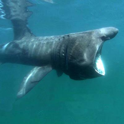 A large Basking Shark swims in green waters with its huge mouth gaping wide open.
