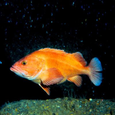 A bright yelloweye rockfish with dramatic orange and gold scale swims in dark, deep waters.