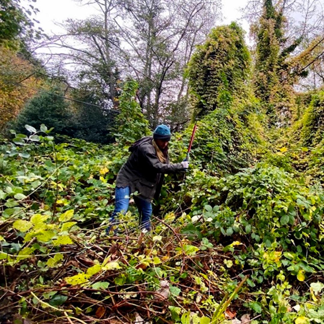 A woman is hard a work clearing weeds and overgrowth in a wooded area.