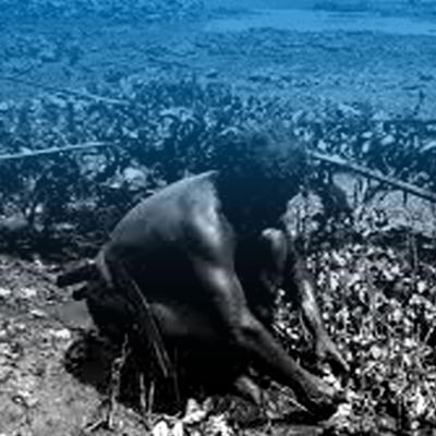 An indigenous man crouches on the shoreline. He has a bare torso, muscled arms, and uses his hands to sort seaweed.