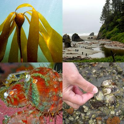 Grid with baby bull kelp, people exploring a tide pool, hand holding an Olympia oyster, and a pink pinto abalone.